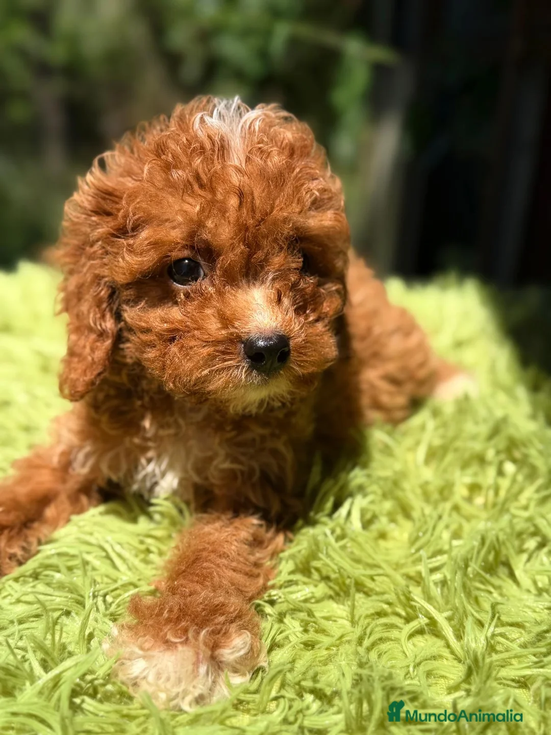 Cavapoo perros en venta: CAVAPOO ROJO - Anuncio 1