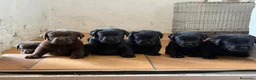 Labrador Retriever perros en venta: labrador negro - Anuncio 8