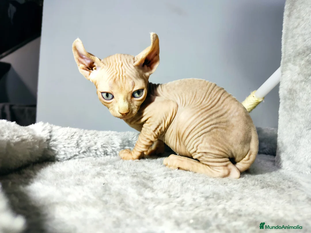 Foldex gatos en venta: ELFO RED POINT  en Madrid - Anuncio 5