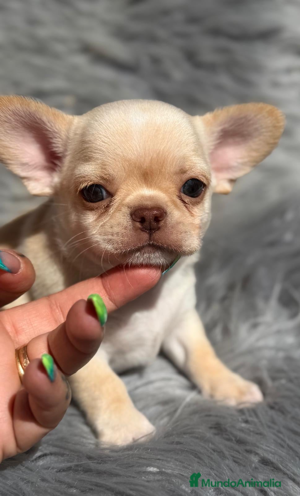 Chihuahua perros CHIHUAHUA MACHO LINEA RUSA - Anuncio 1
