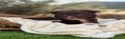 Border Collie perros en venta: BORDER COLLIE CHOCOLATE - Anuncio 2