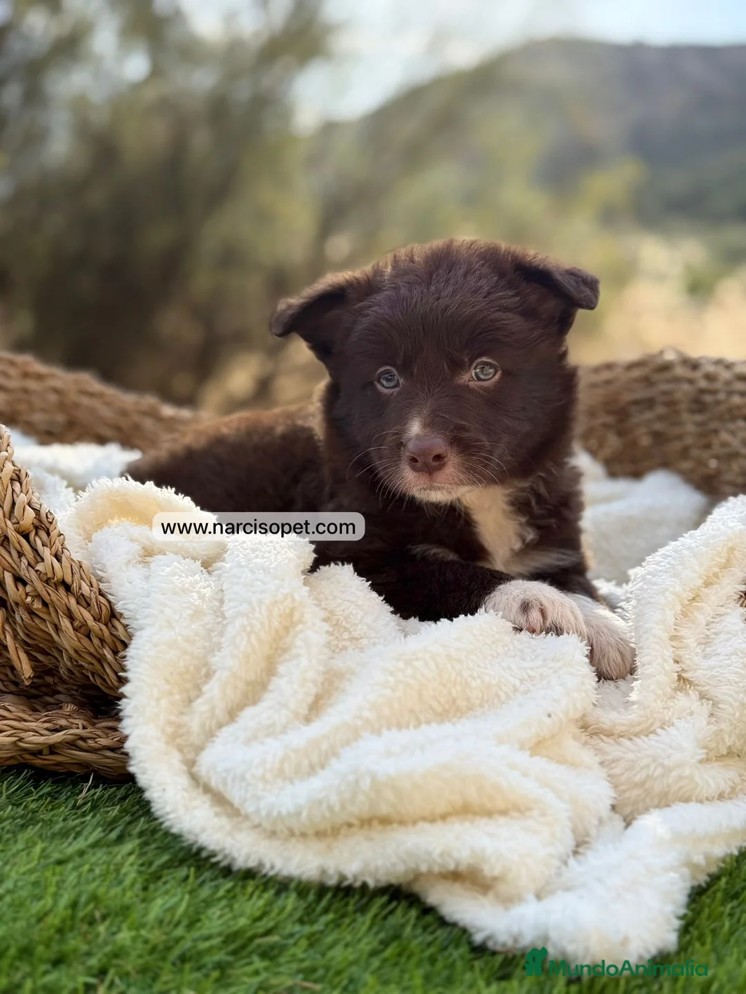 Border Collie perros en venta: BORDER COLLIE CHOCOLATE - Anuncio 2