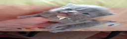 Persa gatos en venta: Gatitos persa y malayo - Anuncio 10