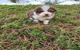 Pastor Australiano perros en venta: Pastor Australiano  - Imagen 5
