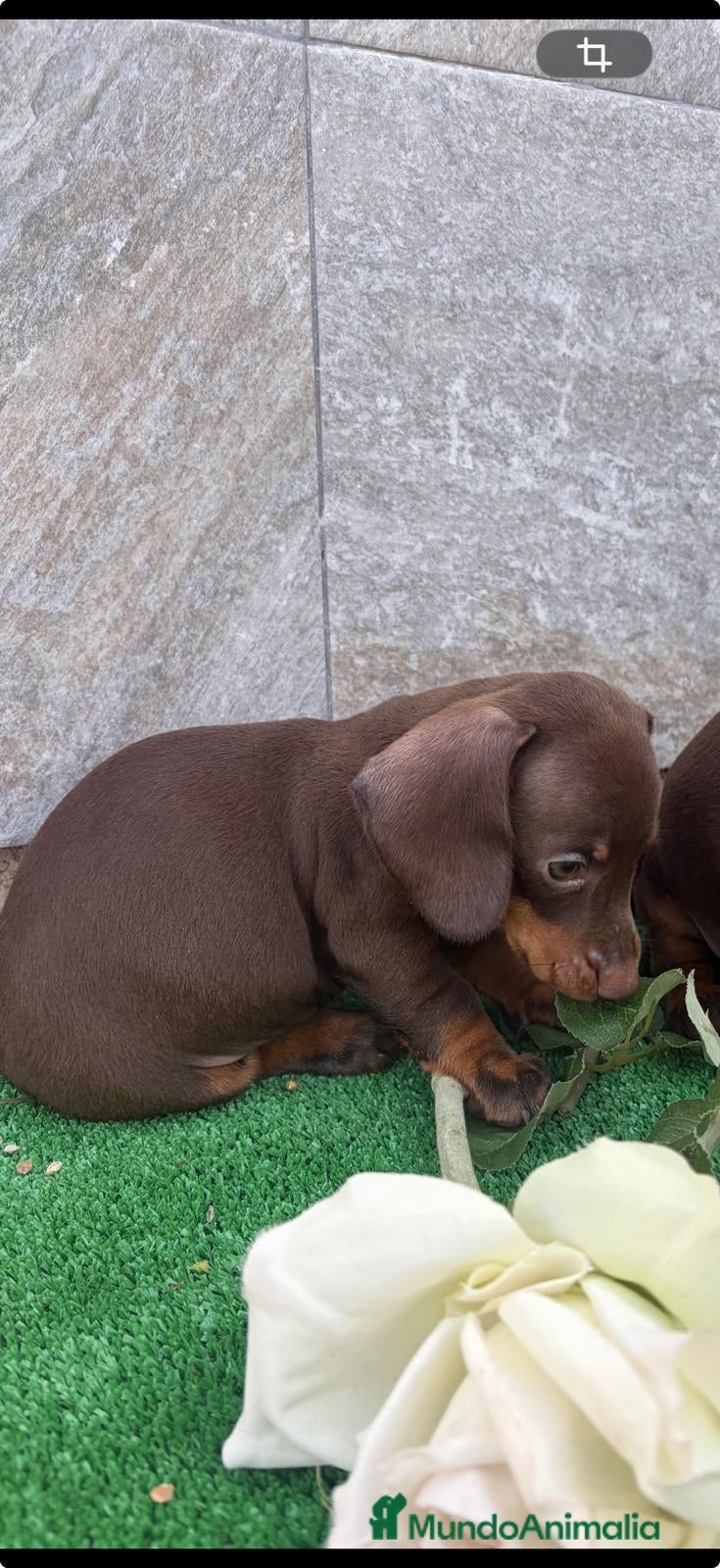 Teckel perros Teckel chocolate  - Anuncio 2