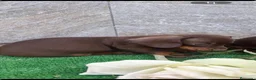Teckel perros en venta: Teckel varias tonalidades  - Anuncio 2