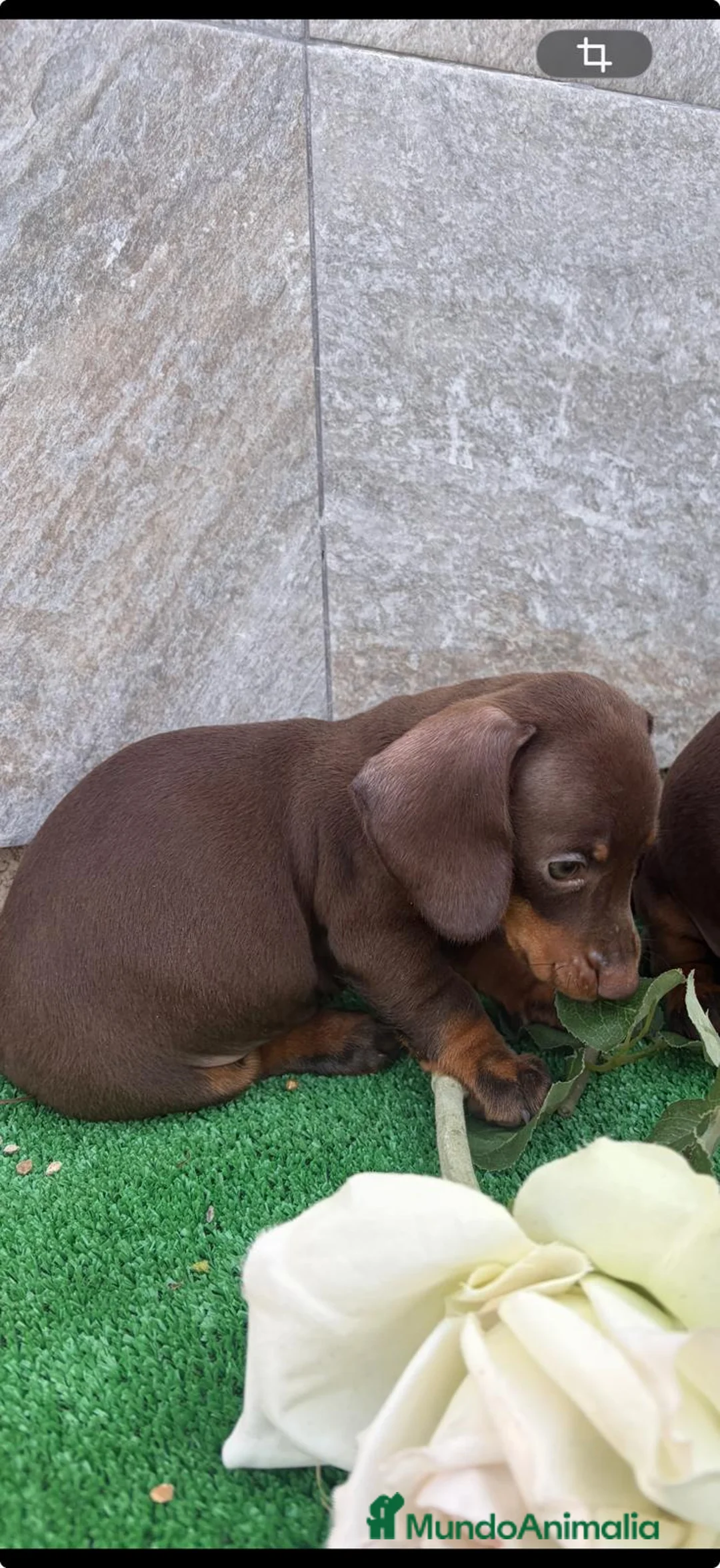Teckel perros en venta: Teckel varias tonalidades  - Anuncio 2