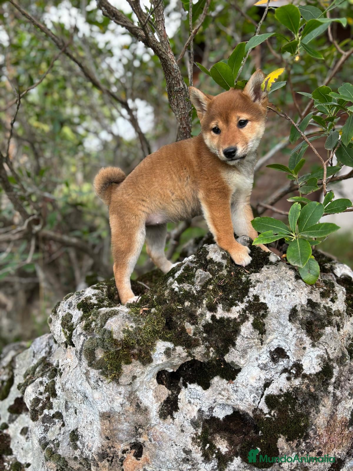 Shiba Inu perros en venta: Shiba inu hembra para entregar!! - Anuncio 1