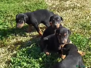 Dobermann perros Disponibles dóberman negro fuego en Cádiz - Anuncio 1