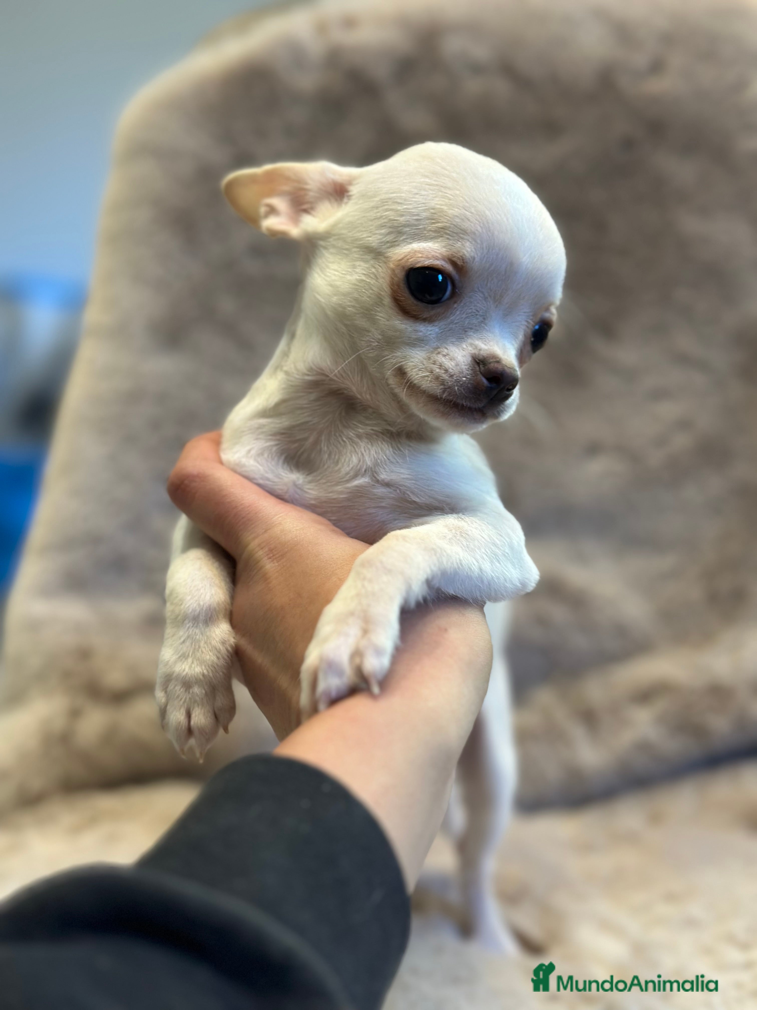 Chihuahua perros CHIHUAHUA MINI TOY  - Anuncio 2