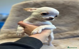 Chihuahua perros en venta: CHIHUAHUA MINI TOY  - Anuncio 2