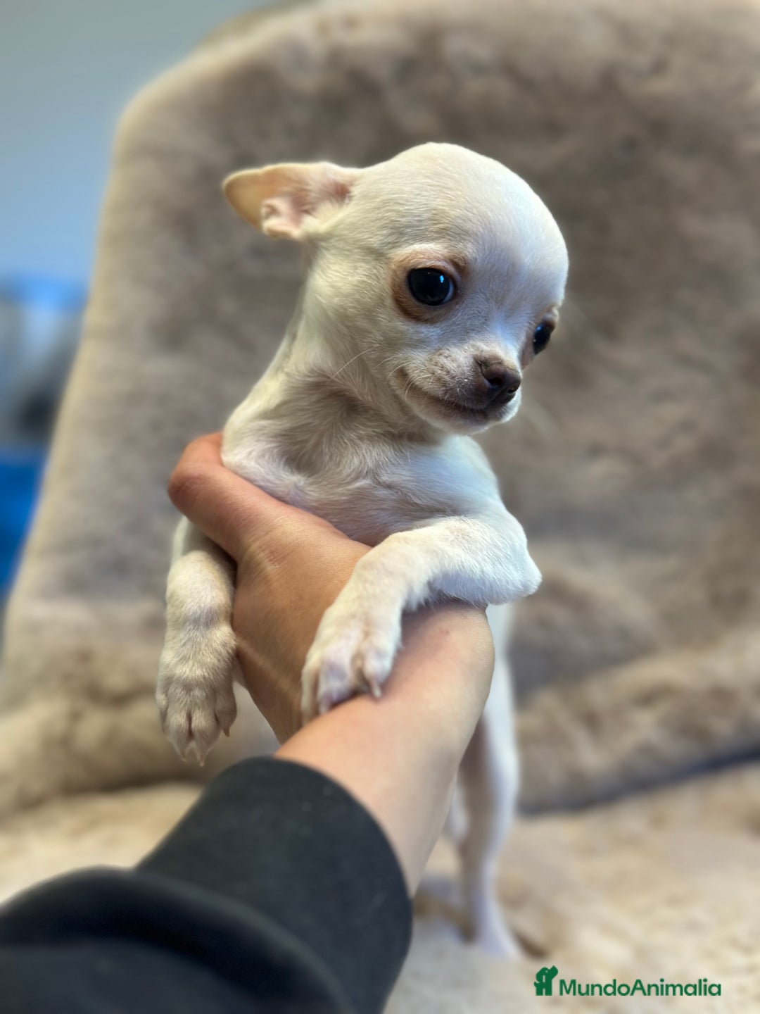 Chihuahua perros en venta: CHIHUAHUA MINI TOY  - Anuncio 2