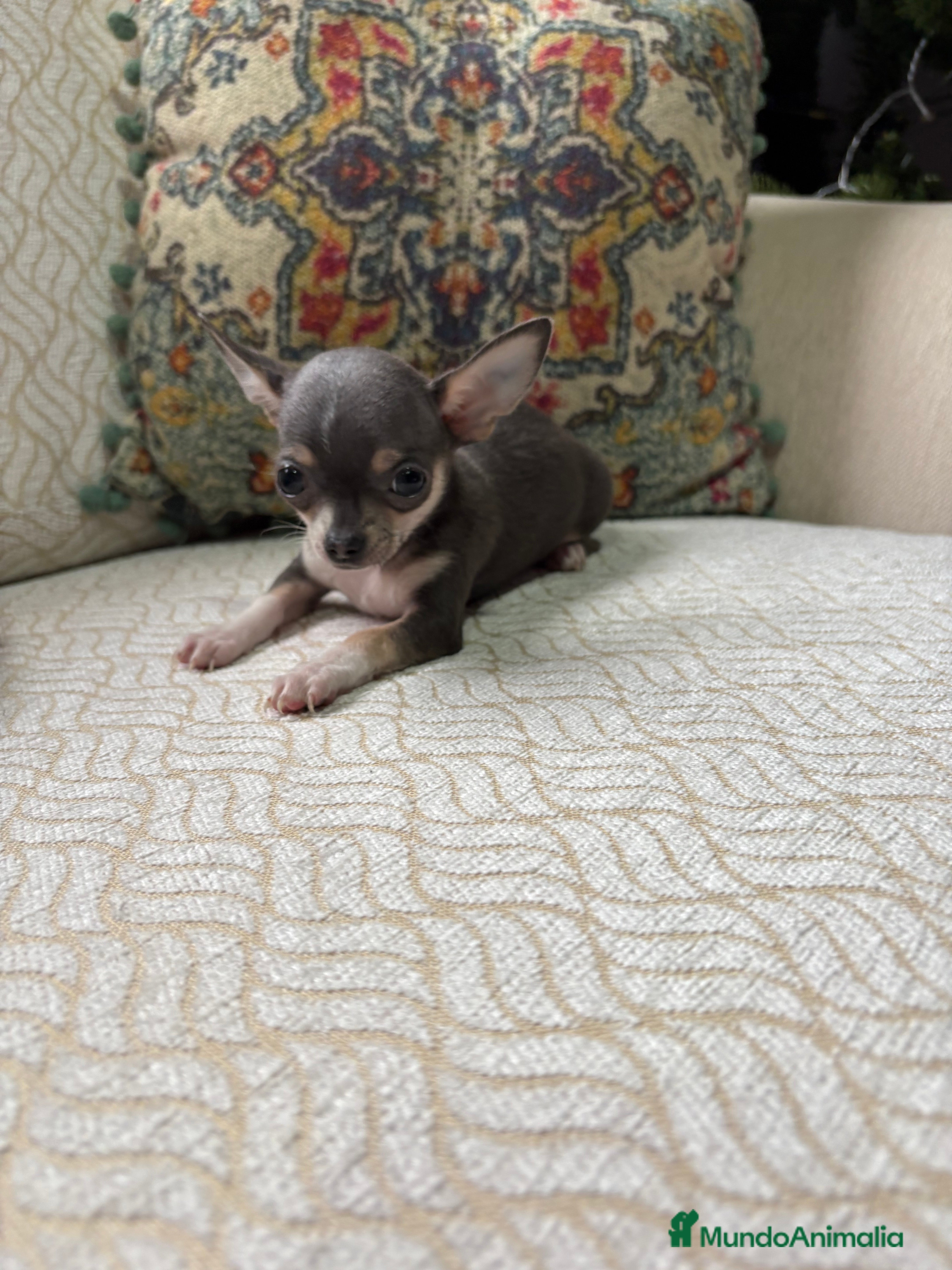 Chihuahua perros Chihuahua mini Toy hembra blue tri - Anuncio 2