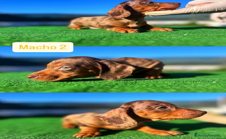 Teckel perros TECKEL DISPONIBLES 🌈 - Anuncio 1