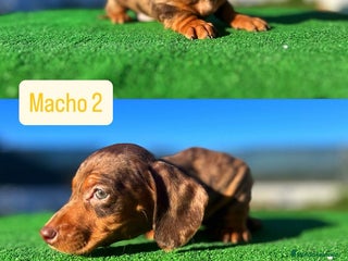 Teckel perros TECKEL DISPONIBLES 🌈 - Anuncio 3