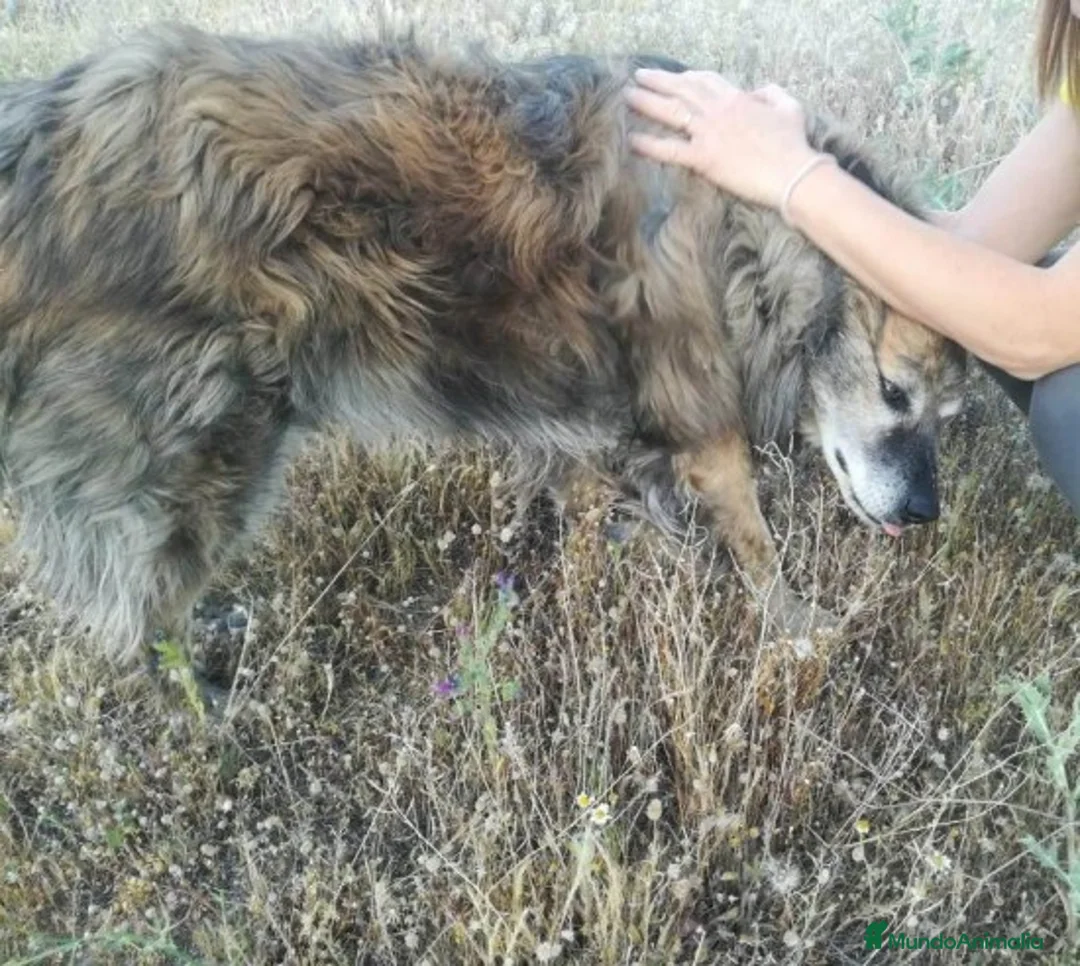 Raza Mixta perros en adopcion: CHAN, PERRITO EN ADOPCIÓN en Madrid - Anuncio 4