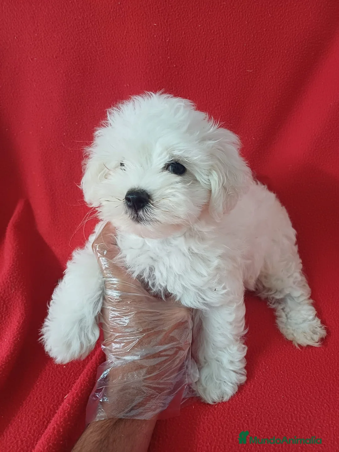 Bichón Maltés perros en venta: Bichon Maltés Americano  - Anuncio 1