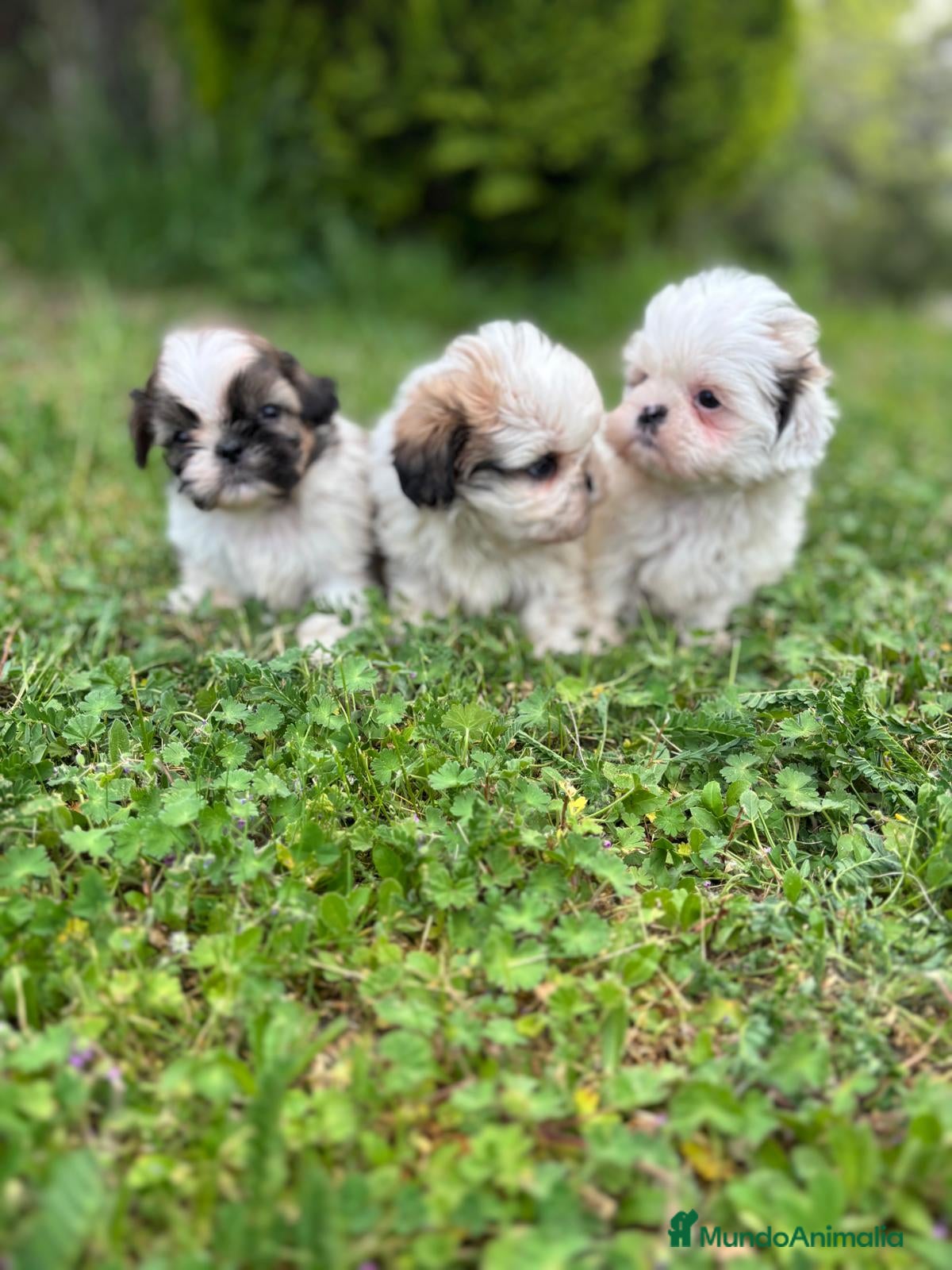 Shih Tzu perros en venta: Shit tzu machos y hembras listos para entregar. - Anuncio 13