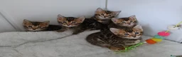 Bengalí gatos en venta: Camada Bengalí spotted - Anuncio 1