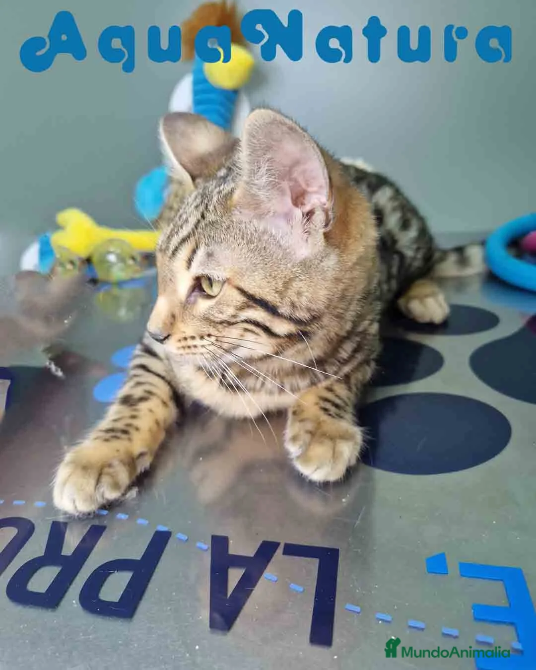 Bengalí gatos en venta: Bengali Hembra 1933 AQUANATURA - Anuncio 5