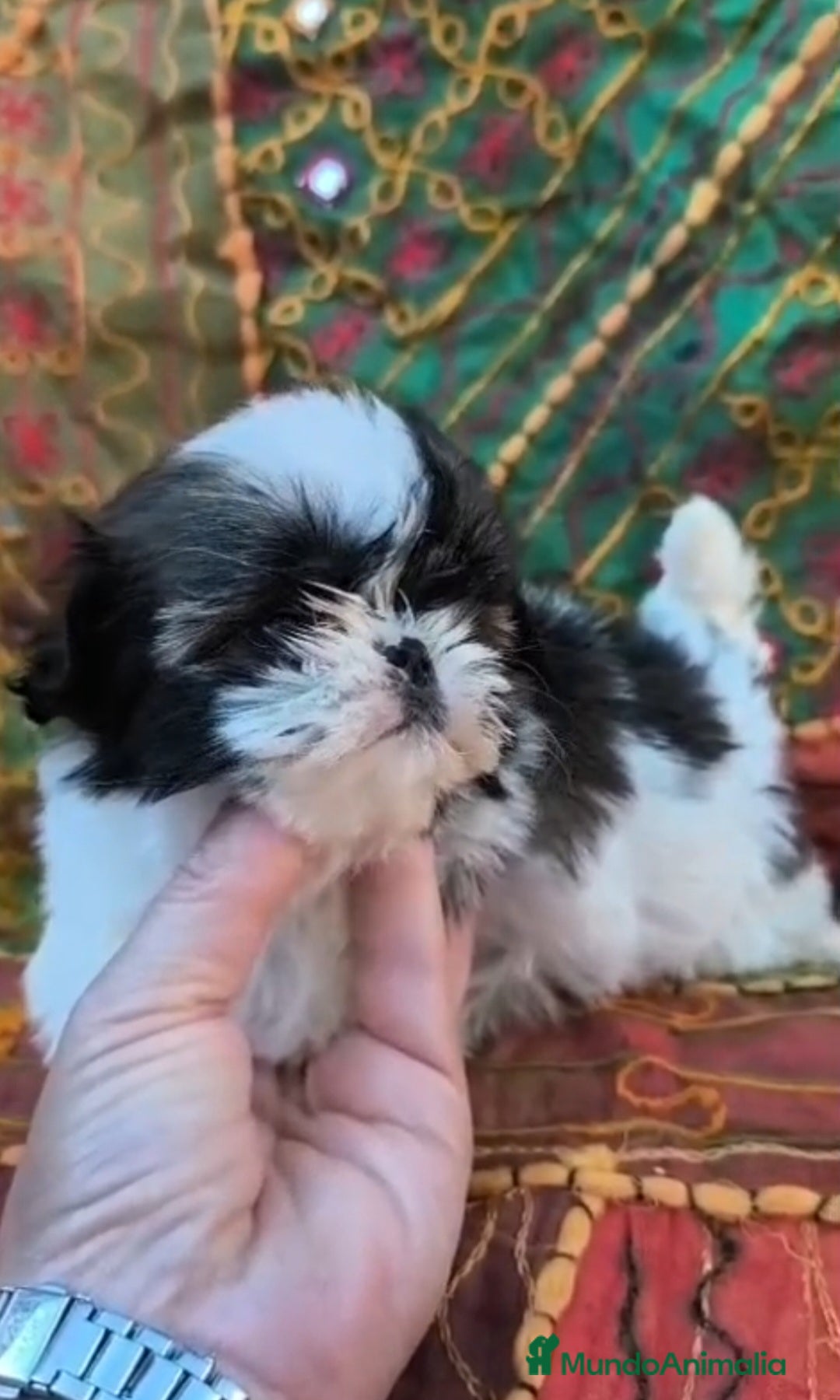 Shih Tzu perros en venta: SHIH TZU  - Anuncio 1