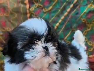 Shih Tzu perros SHIH TZU - Anuncio 3