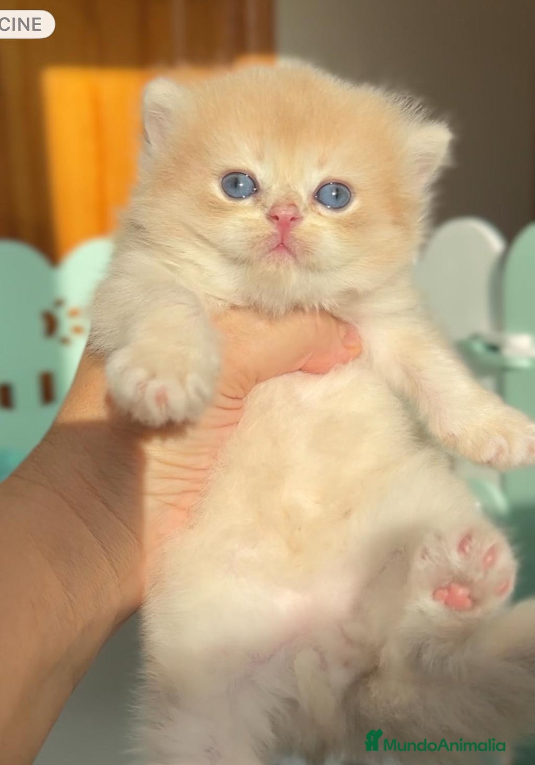 Británico de Pelo Corto gatos en venta: Gatitos brittish - Imagen 3