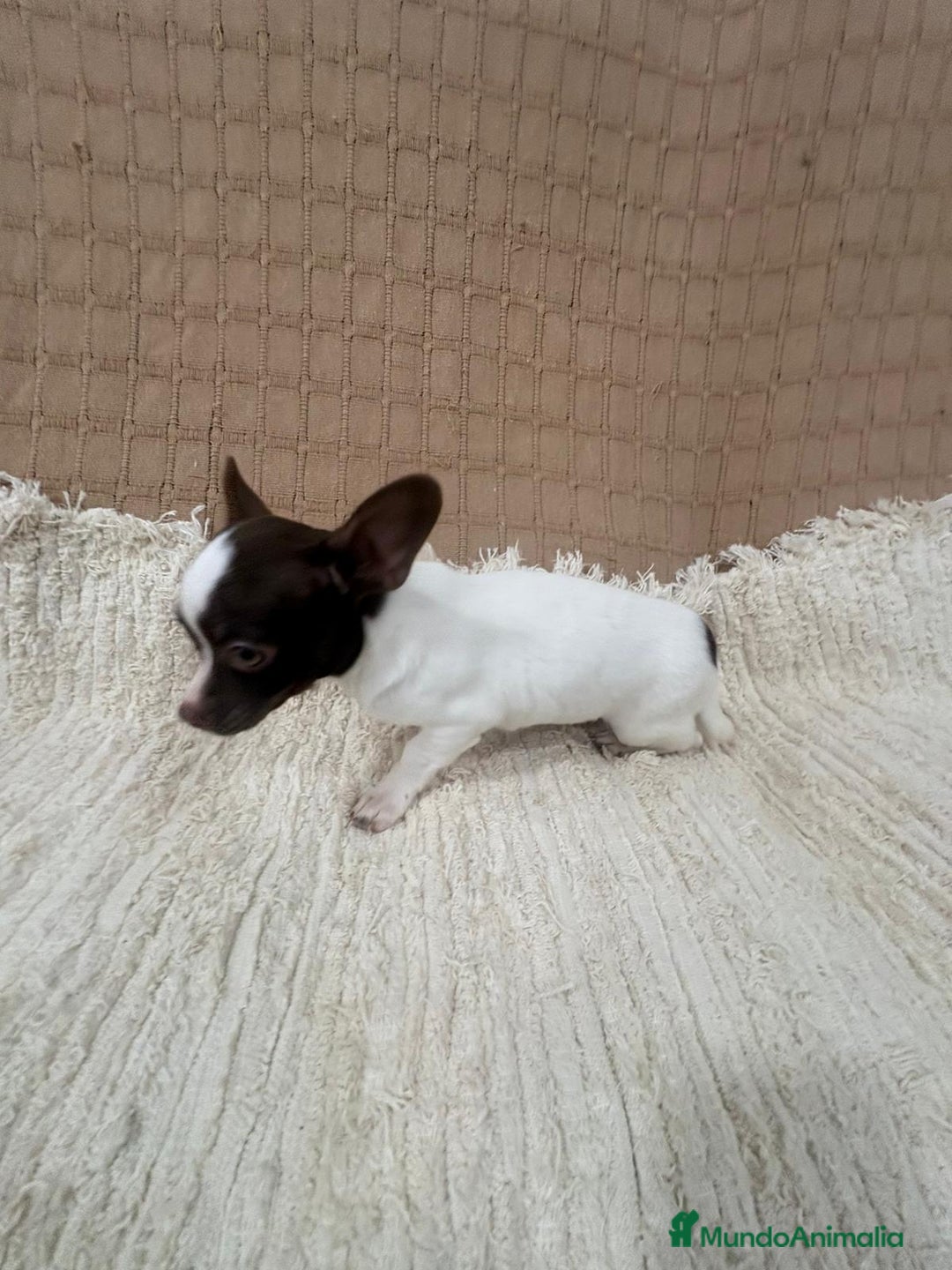 Chihuahua perros en venta: Chihuahua rusa blanca chocolate  - Anuncio 6