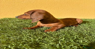 Teckel Miniatura perros - Anuncio 1