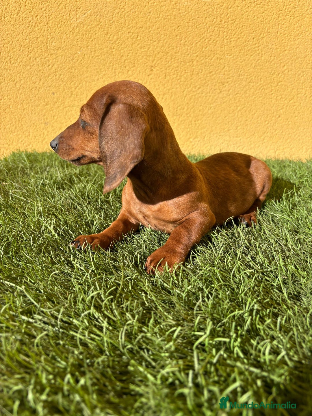 Teckel Miniatura perros en venta: Teckel miniatura merle chocolate diluido - Imagen 3