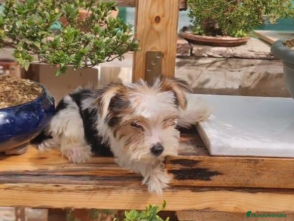 Biewer Yorkshire Terrier a la Pom Pon perros cachorro de Biewer macho  - Anuncio 1