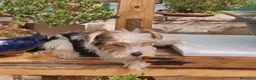 Biewer Yorkshire Terrier a la Pom Pon perros en venta: cachorro de Biewer macho  - Anuncio 1
