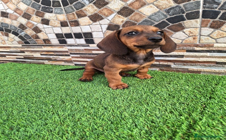 Teckel Miniatura perros - Anuncio 5