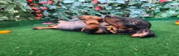 Teckel Miniatura perros en venta: Teckel mini  - Anuncio 3