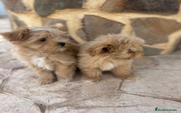 Maltipoo perros en venta: EJEMPLARES DE MALTIPOO  - Imagen 1