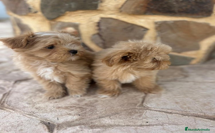 Maltipoo perros - Propaganda 1