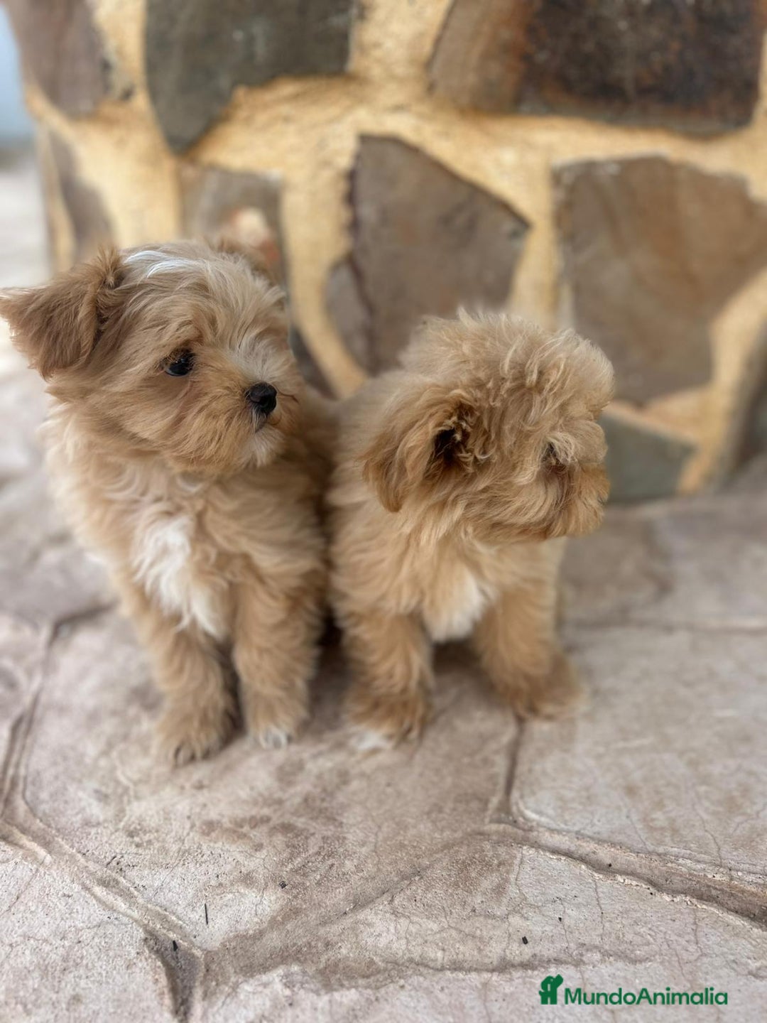 Maltipoo perros en venta: EJEMPLARES DE MALTIPOO  - Imagen 1