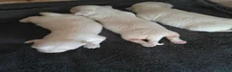 Bichón Maltés perros en venta: Bichón Maltés  - Anuncio 9