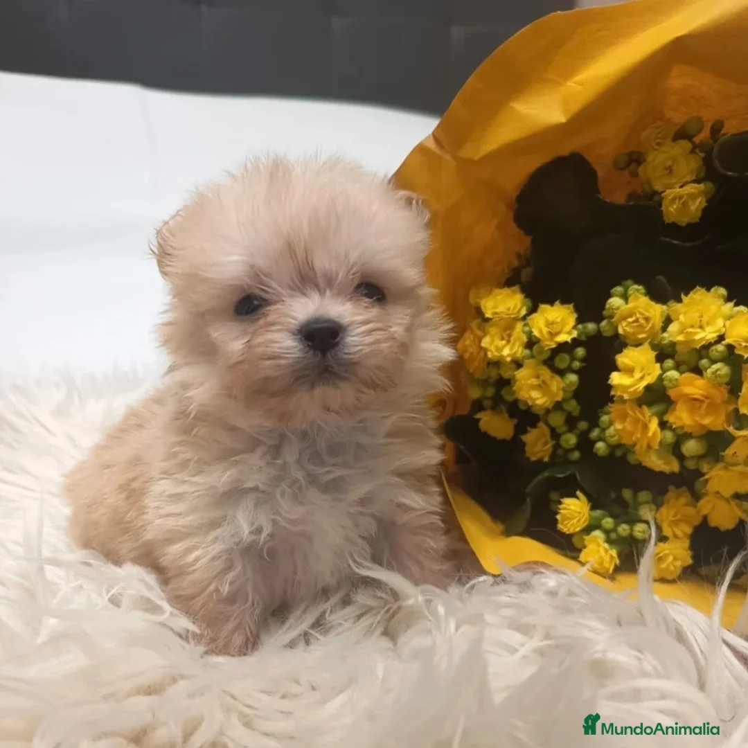 Pekinés perros en venta: Pekines Imperial  - Anuncio 2