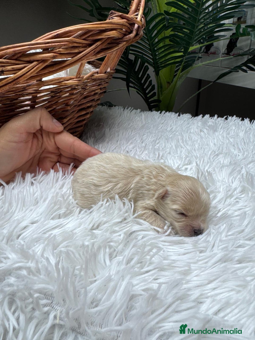 Maltipoo perros en venta: MALTIPOO HEMBRA - Anuncio 7
