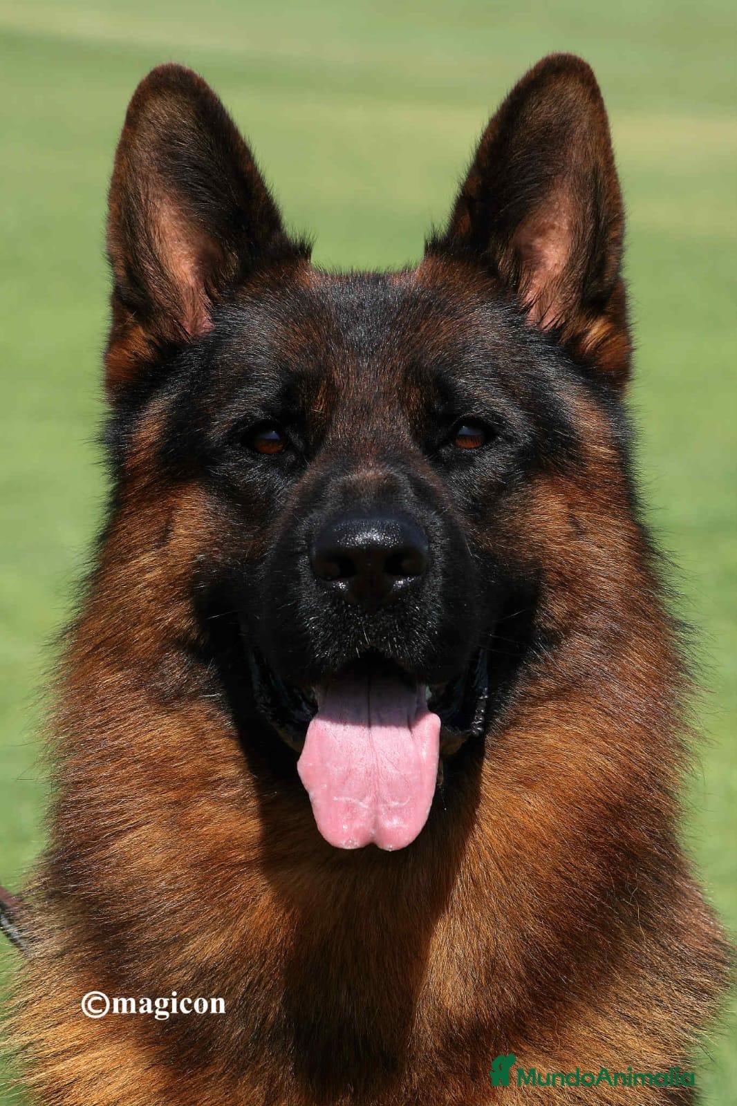 Pastor Alemán perros Cachorro Pastor Alemán - Anuncio 1