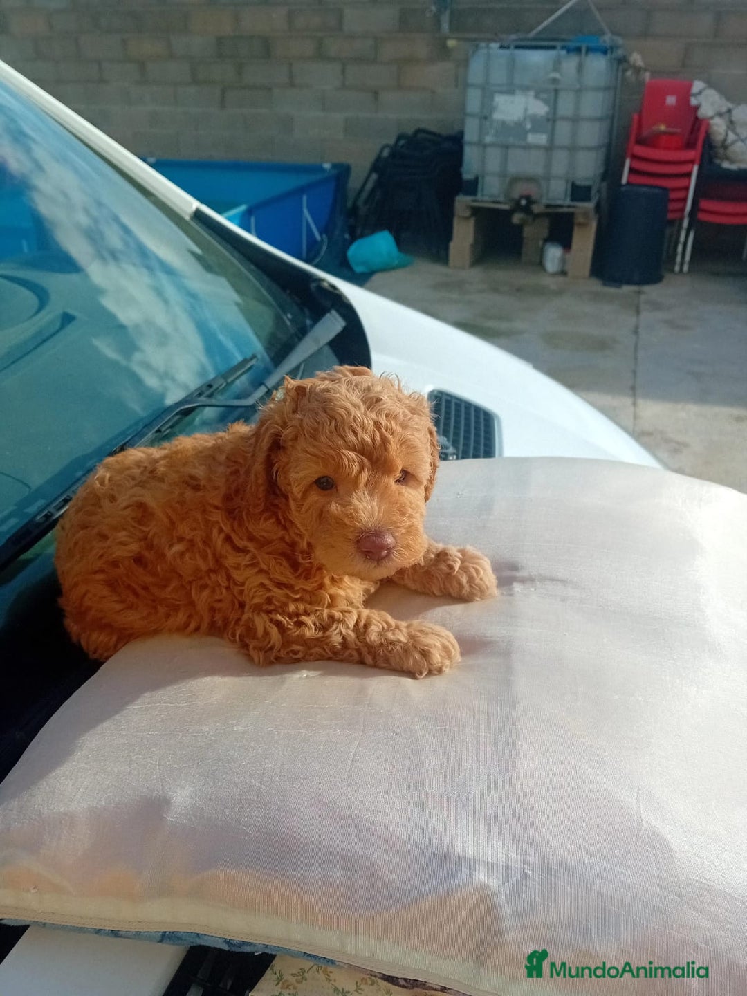 Caniche Toy perros en venta: Caniche toy - Imagen 2