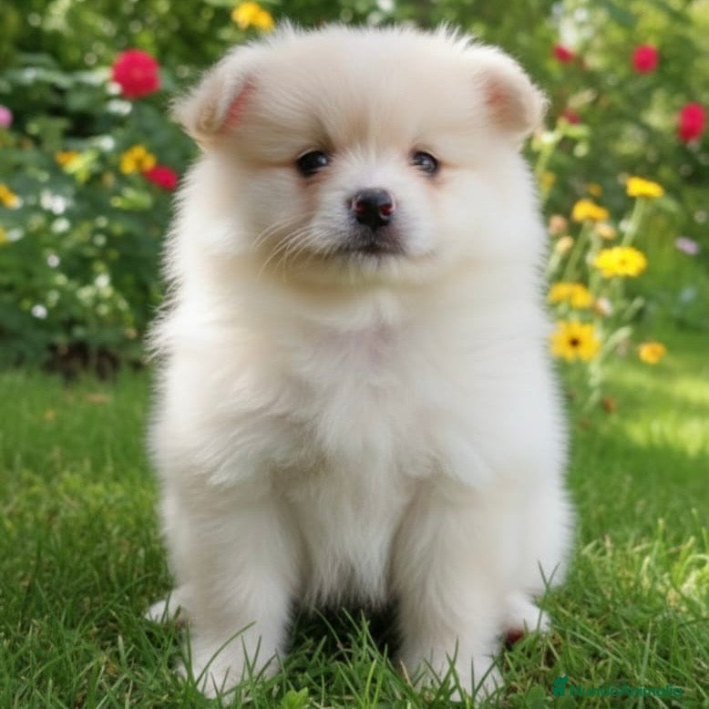 Pomsky perros Pomsky - Anuncio 2