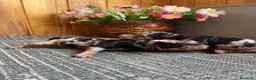 Pinscher Miniatura perros en venta: Pinscher Miniatura Merle Azul Cachorros - Anuncio 4