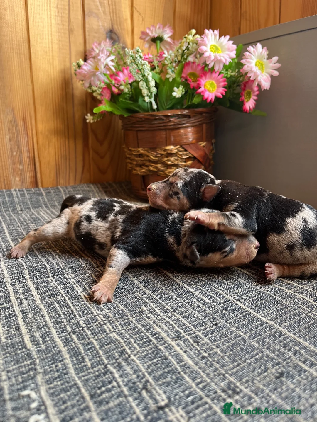 Pinscher Miniatura perros en venta: Pinscher Miniatura Merle Azul Cachorros - Anuncio 4