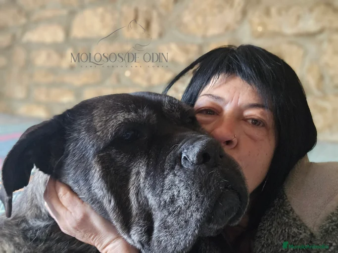 Imagen de galería {{count}}