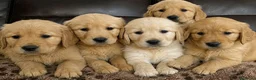 Golden Retriever perros en venta: GOLDEN RETRIEVER DISPONIBLES en León - Anuncio 1