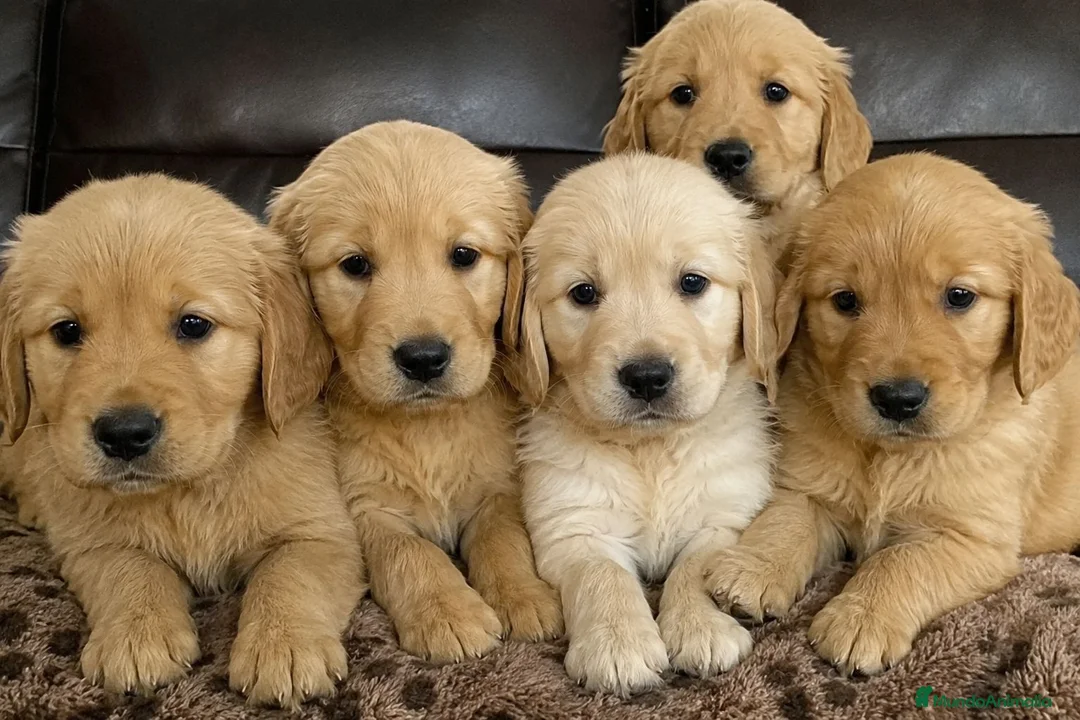 Golden Retriever perros en venta: GOLDEN RETRIEVER DISPONIBLES en León - Anuncio 1