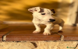 Jack Russell Terrier perros en venta: Cachorros de Jack russell  - Anuncio 9
