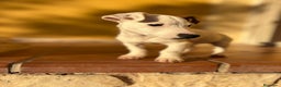 Jack Russell Terrier perros en venta: Cachorros de Jack russell  - Anuncio 9